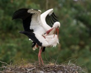 White Stork_ANL_7962